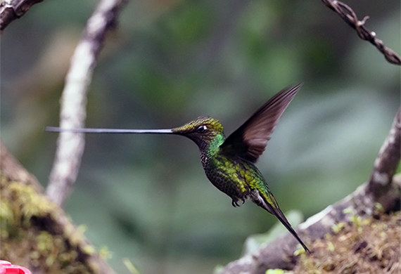 Sword-billed Hummingbird by Ventures Birding